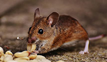 24 Hour & Emergency Exterminators in Lk Panasoffke, FL